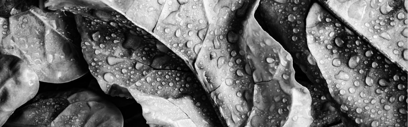 Baby spinach leaves with water droplets.