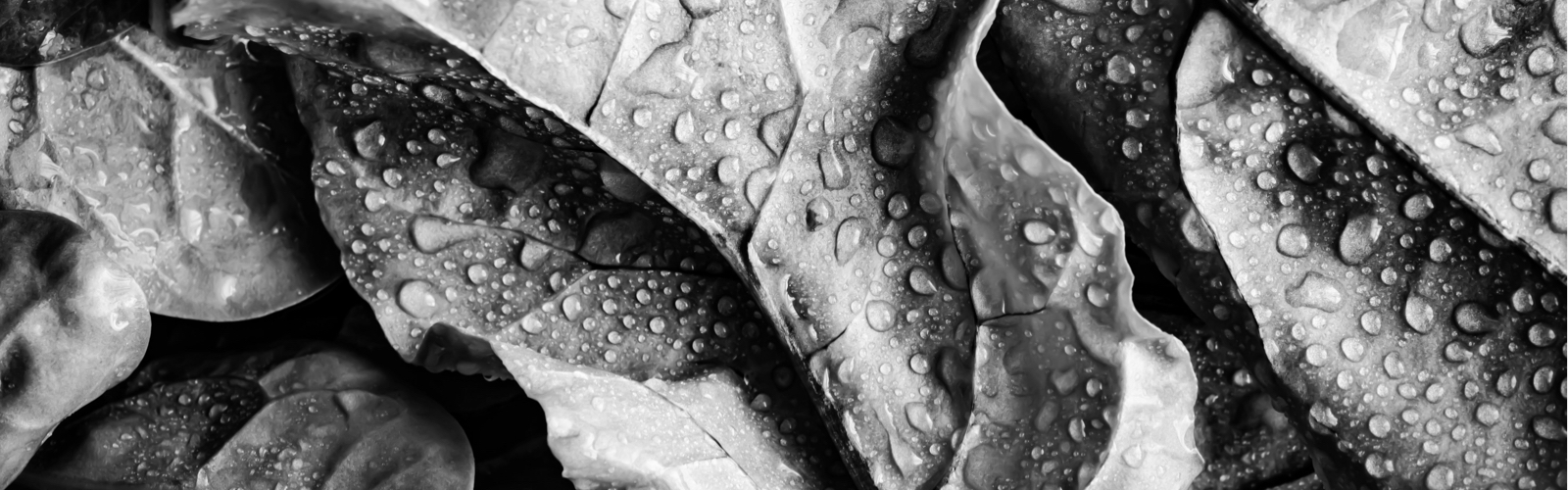 Baby spinach leaves with water droplets.