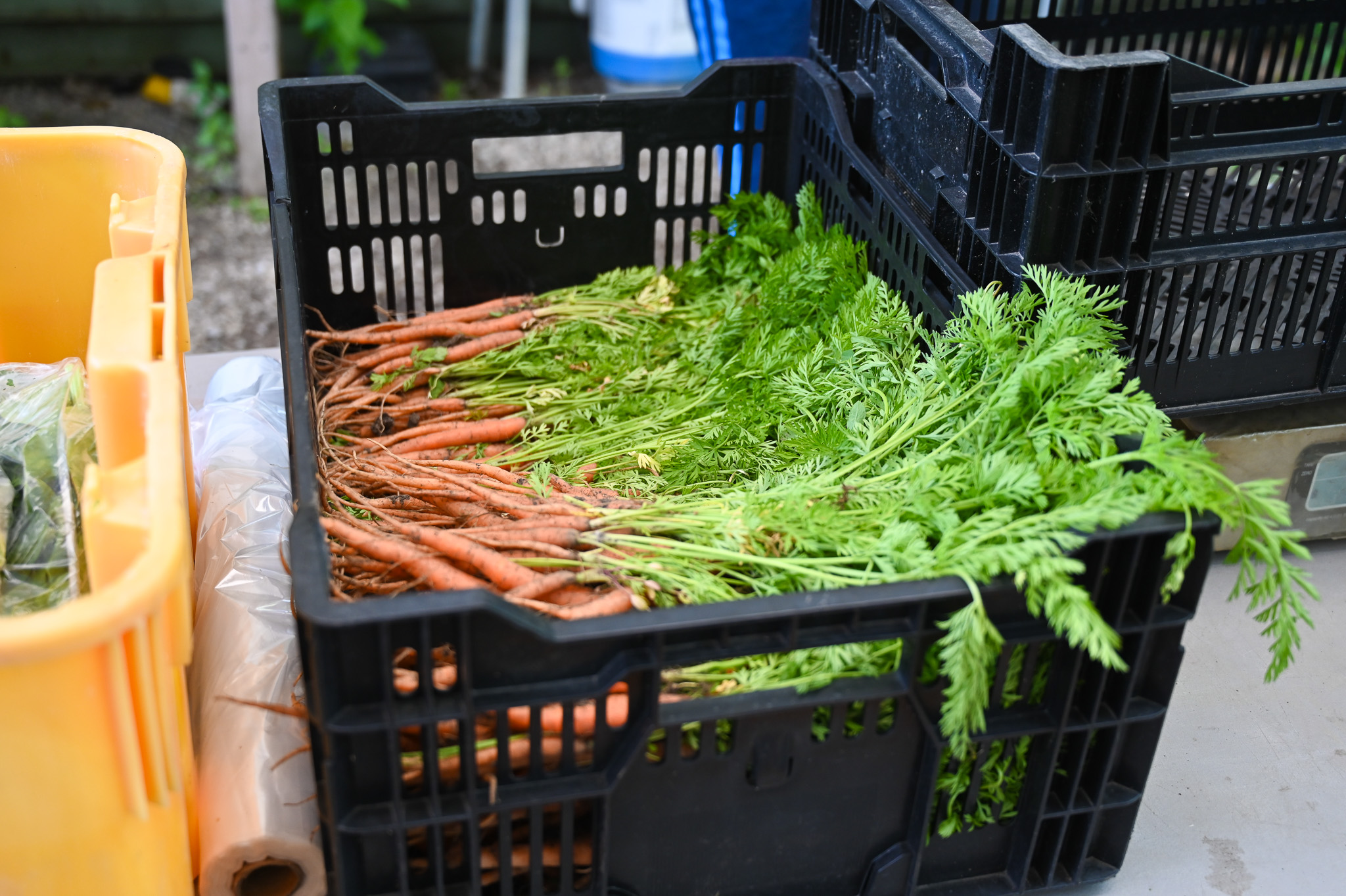 Una caja de zanahorias